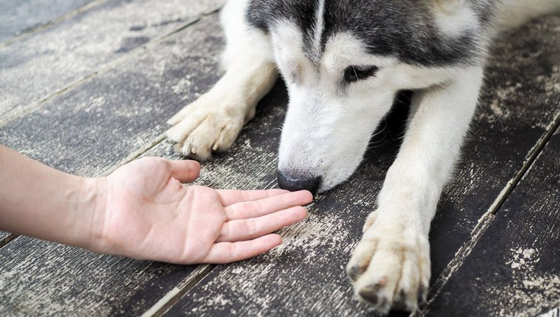 Köpek Davranışının Anlamı (Resimli) - Köpeklerin Beden Dili