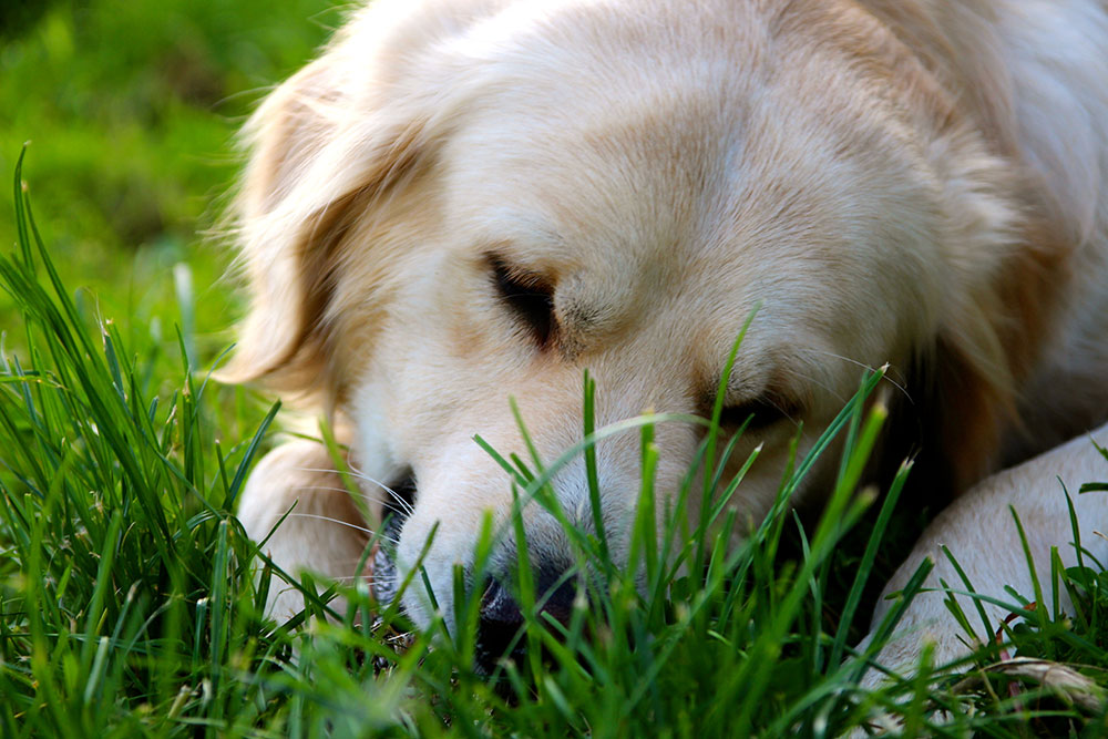 Köpek Davranışının Anlamı (Resimli) - Köpeklerin Beden Dili